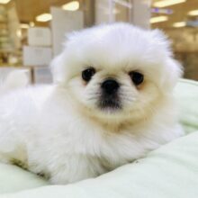 むちむちボディ❕🤍ྀིペキニーズの男の子