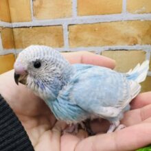 どきどき♡綺麗な水色カラー♪セキセイインコ（ブルースパングル）