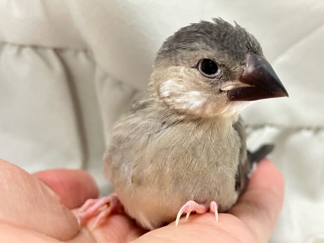 桜文鳥