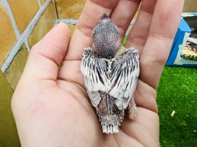 シルバー文鳥