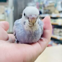 【最新画像更新🪄】淡い藤色の天使🪽セキセイインコ（ライラック）ヒナ