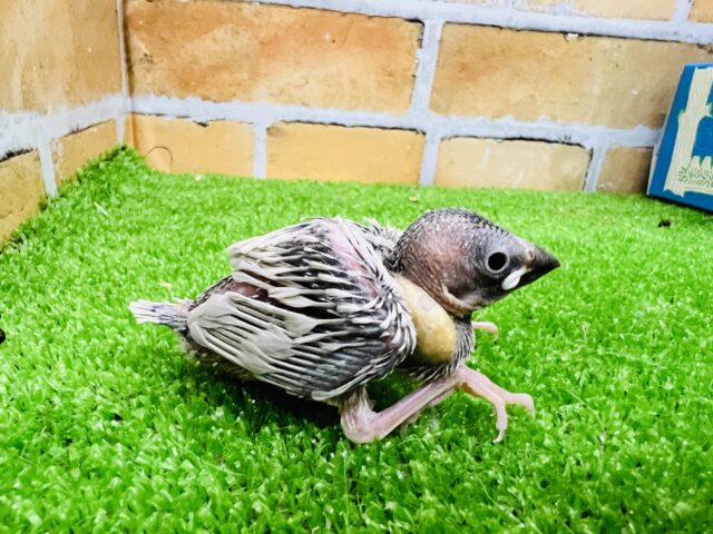 シルバー文鳥