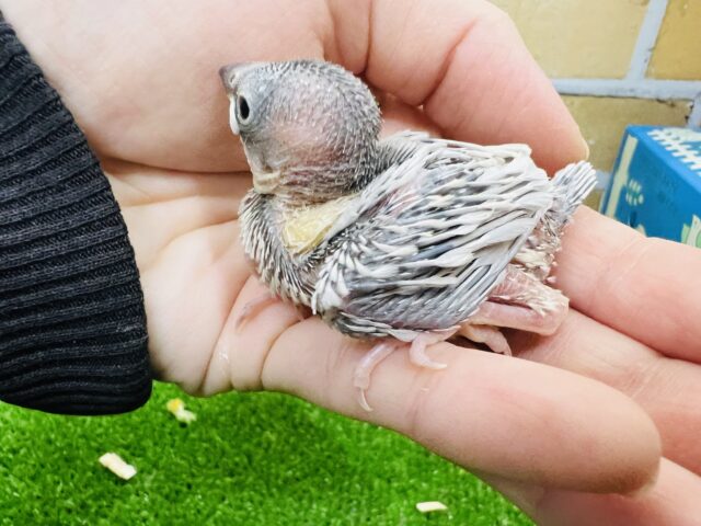 シルバー文鳥
