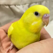 ✨最新画像✨ぴかぴか蛍光ライムちゃん〜🍋‍🟩‎𖤐 ̖́-セキセイインコ(2024年11月生まれ)‬
