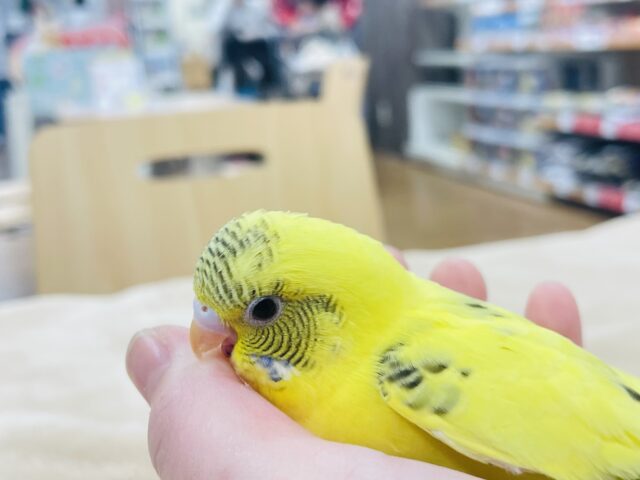 セキセイインコ