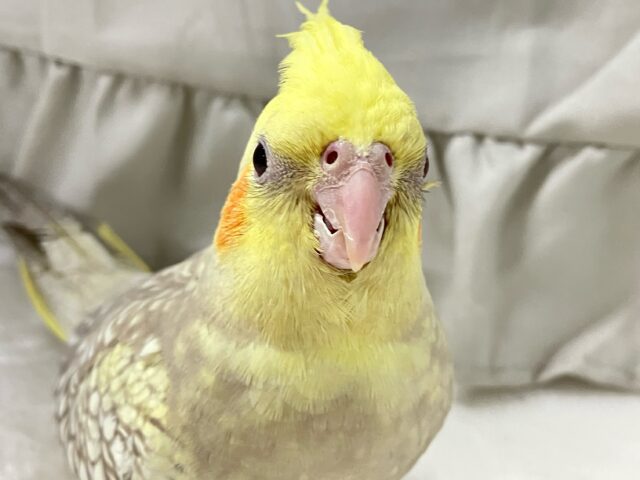 穏やかあたたか～🧸🍪オカメインコシナモンパール(2024年11月生まれ)