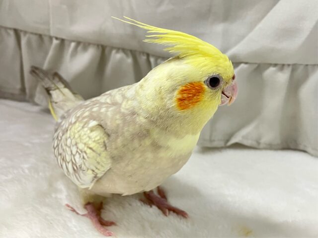 オカメインコ