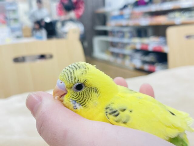 セキセイインコ