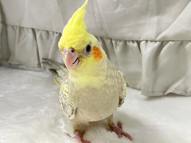 オカメインコ