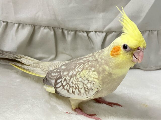 オカメインコ