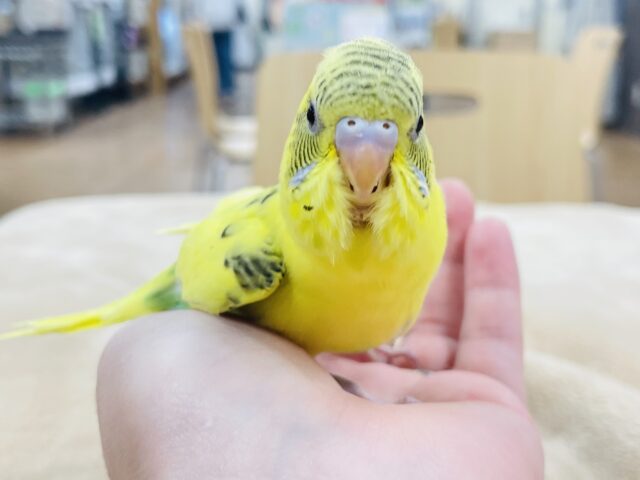 セキセイインコ