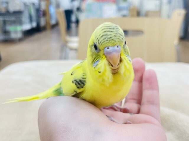 セキセイインコ