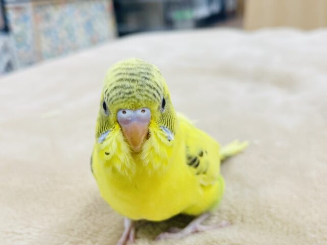 セキセイインコ