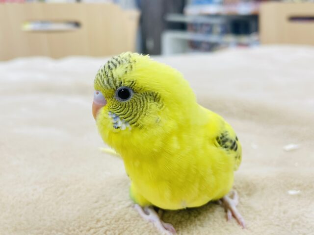 セキセイインコ