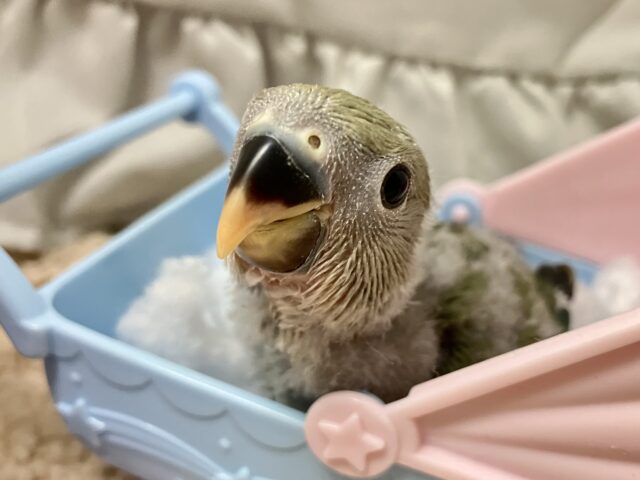 コザクラインコ（小桜インコ）