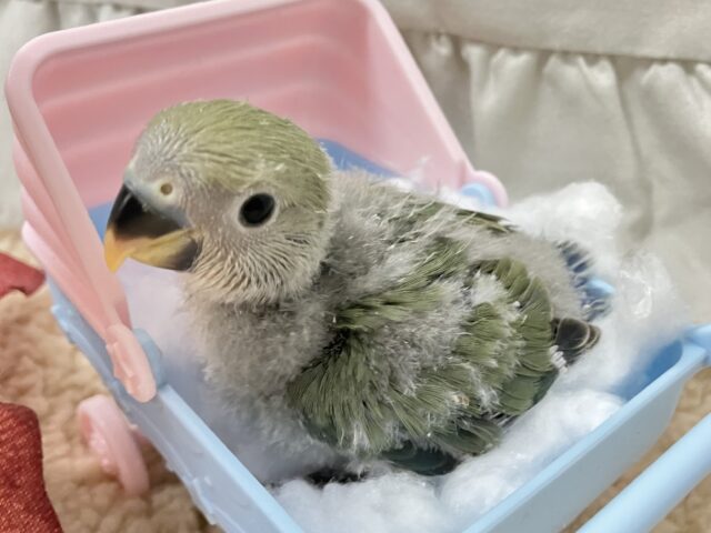 コザクラインコ（小桜インコ）