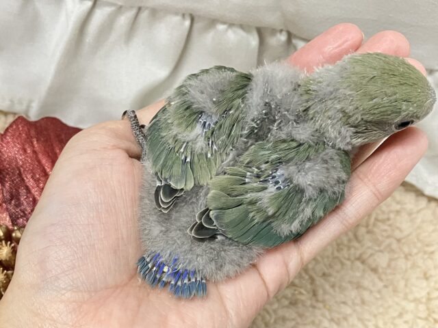 コザクラインコ（小桜インコ）