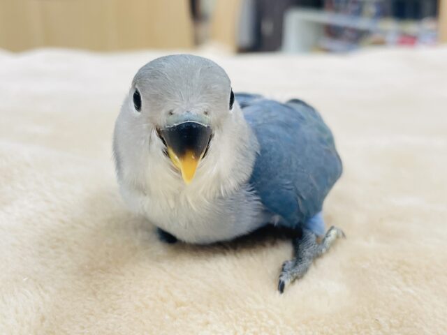 【最新画像更新🪄】幸せを運ぶよ🐥コザクラインコ（ブルーチェリー）