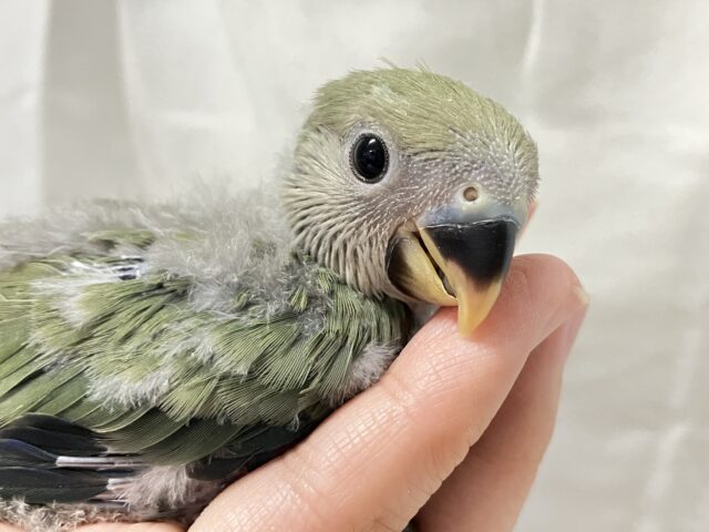 グリーンも深海に染まれ～🎶🌿𓂃◌コザクラインコ(ブルーチェリー2024年11月生まれ)