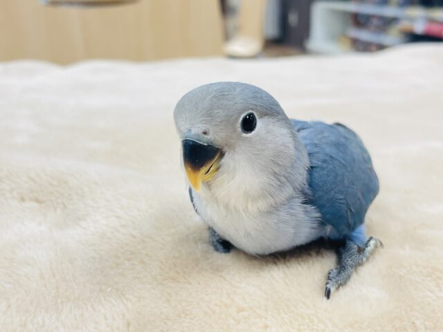 コザクラインコ（小桜インコ）