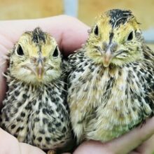 まだ幼い♡並うずら入舎いたしました！