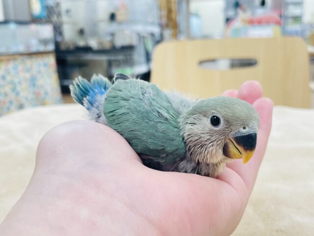 コザクラインコ（小桜インコ）