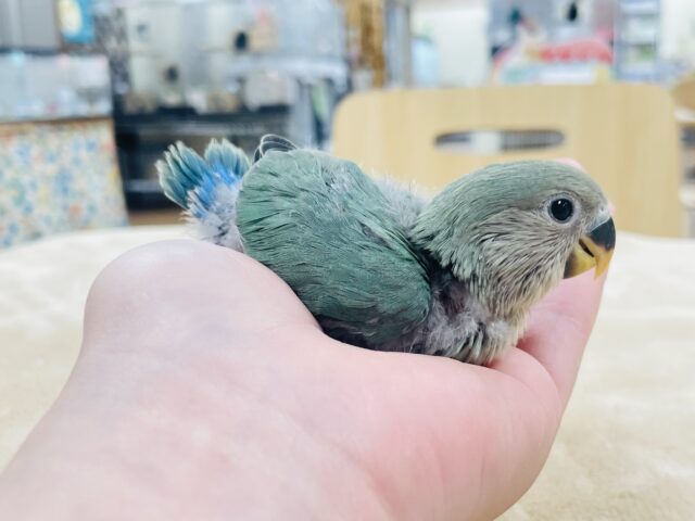 コザクラインコ（小桜インコ）