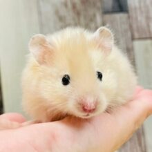 ハムスター販売情報|千葉・栃木・神奈川・埼玉のペットショップ ハムスター販売情報|千葉・栃木・神奈川・埼玉のペットショップ