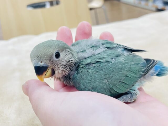 【最新画像更新🪄】愛くるしいお顔♡*゜コザクラインコ（ブルーチェリー）ヒナ