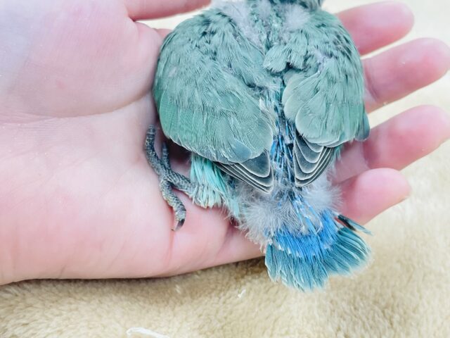 コザクラインコ（小桜インコ）