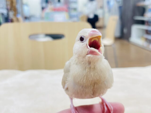 シナモン文鳥