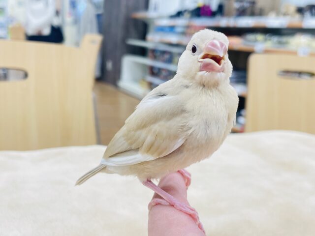 シナモン文鳥