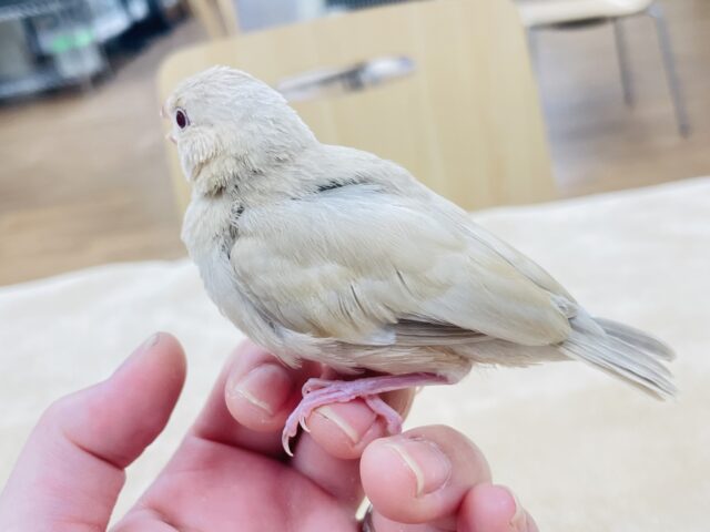 シナモン文鳥