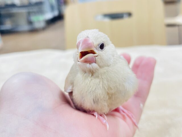 【最新画像更新🪄】ほっこりミルクティー♡*゜シナモン文鳥 ヒナ