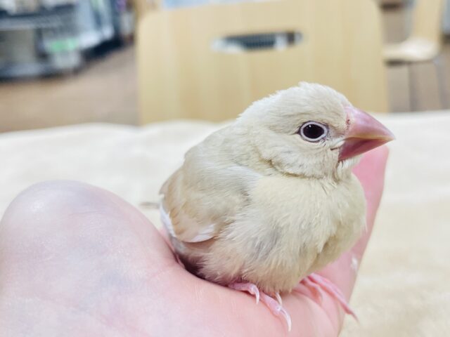 シナモン文鳥