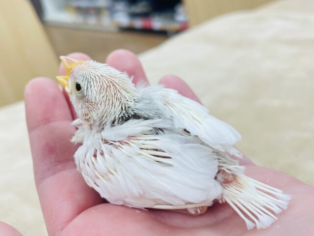 白文鳥