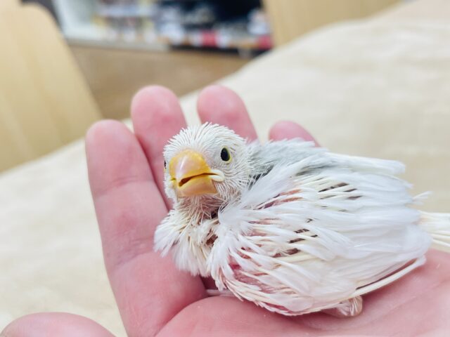 【最新画像更新🪄】裸ん坊ちゃんがやって来た🌟白文鳥　ヒナ