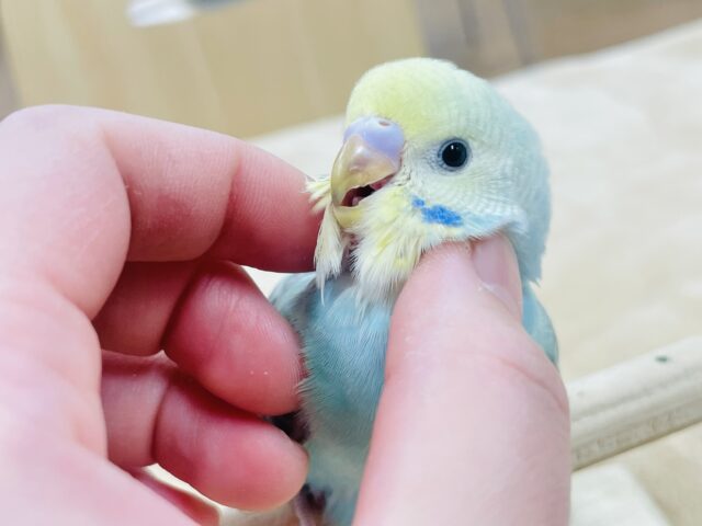 【最新画像更新🪄】優しげなお目目が可愛い❤︎セキセイインコ（パステルカラーレインボー）ヒナ