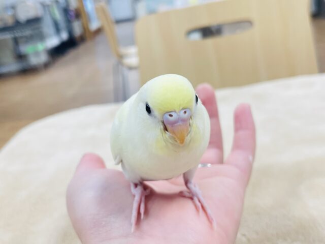 セキセイインコ