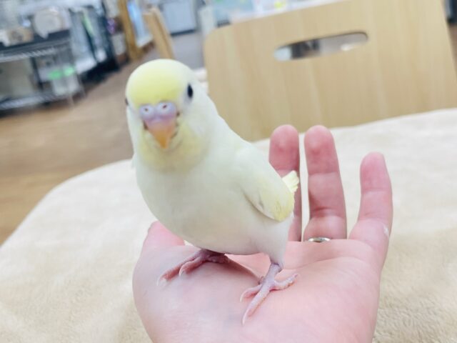 セキセイインコ