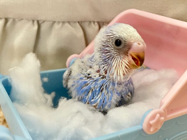 セキセイインコ