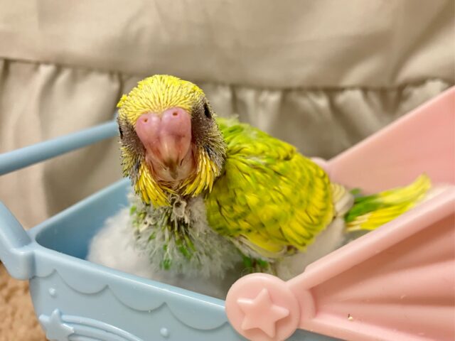 セキセイインコ