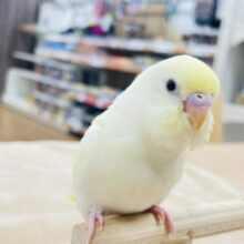 【最新画像更新🪄】優しい色合い♬.*ﾟセキセイインコ（クリーム）ヒナ