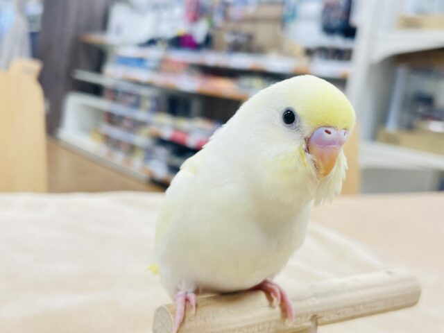 【最新画像更新🪄】優しい色合い♬.*ﾟセキセイインコ（クリーム）ヒナ