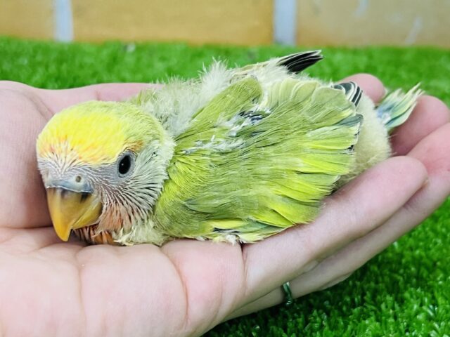 コザクラインコ（小桜インコ）