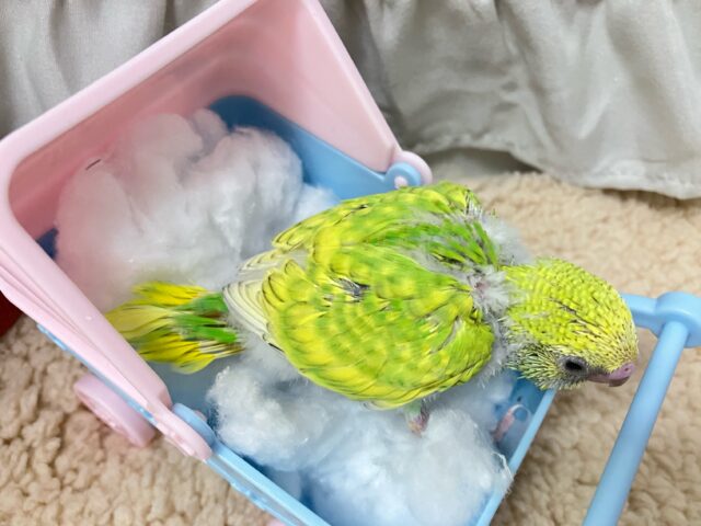 セキセイインコ