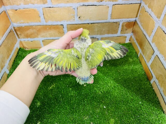 コザクラインコ（小桜インコ）