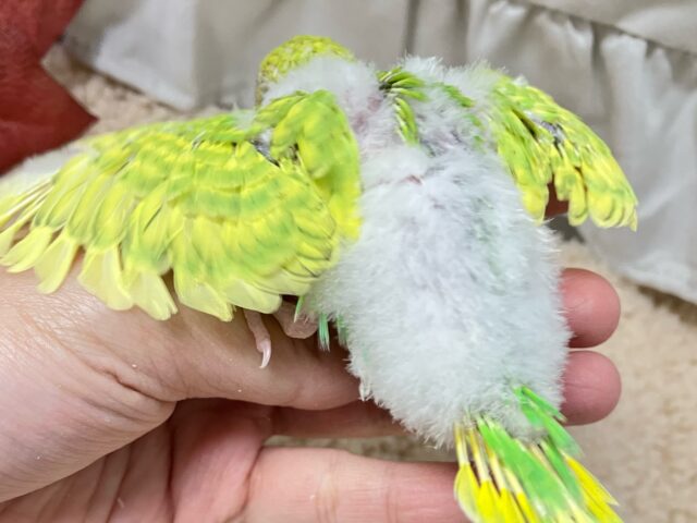 セキセイインコ