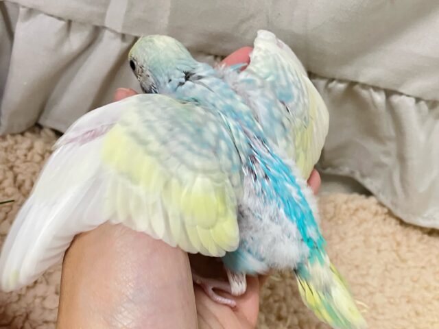 セキセイインコ