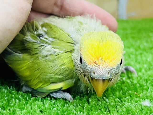 コザクラインコ（小桜インコ）